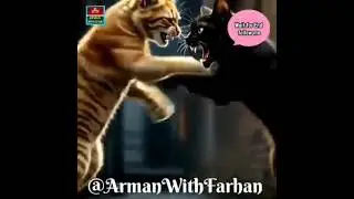 Territory Fight: Sherni Billi Mode OnStreet Cat Fight &ndash; Dangerous#youtubeshorts #ai #reels #funny