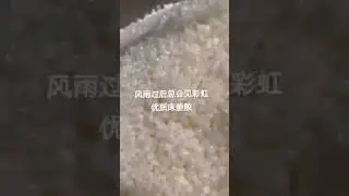 Mattress spring pocket hot melt adhesive