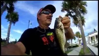 Banned from Adsense! Sneak back to Horney Toad Pond! a Florida Bass