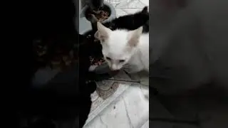 #rj #adote #adocao #pet #bichinho #anima #gat #gatinhos #filhot #felinos #filhotinhos #pequen
