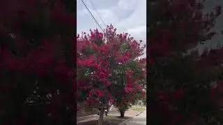 Tree flowers Argentina цветущее дерево в Аргентине #visitargentina #nature