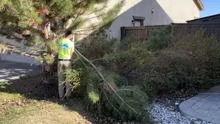 Spring clean up on clients VERY OVERGROWN front yard. Chainsaw, branches, bushes, leaves, and debris