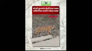 कॅटरिना वाघीण 10 फुटांवरून दिसली! 😱 | Tiger Sighting Close Encounter