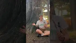 my favorite topic: trees!