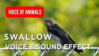 Swallow Voice & Original Sounds for Kids, Swallows 🐦✨ Close-Up Fun Facts #animals #birds #wildlife