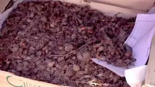 TELT | Sauvegarde des esp&egrave;ces prot&eacute;g&eacute;es
