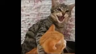 CAT:Don't touch✋MY lover 💔-funny cat compilation #{5}