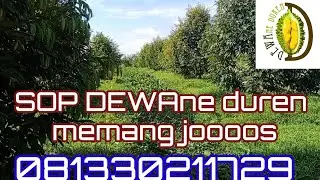DEWAne DUREN Beraksi - Merawat Durian itu Susah? SOP kita Paling Ampuh dan Terbukti ( @dewaneduren)