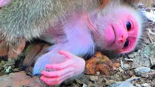Lovely baby monkey With mom monkey so cute #babymonkey 