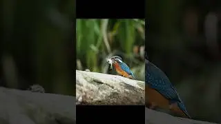 Looking for a kingfisher.#bird #birdy #lithuania #kingfisher #wildlife #wildlifevideography
