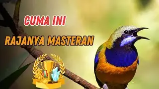 LIVE🔥 MASTERAN MEWAH‼️ CUCAK CUNGKOK KONSLET KASAR & PEDAS – GAMPANG DITIRU💥 #CucakCungkok