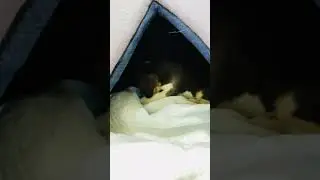 Daisy&rsquo;s First Day in Her Little House 🐶💗 | Daisy PAW Diaries #shorts