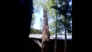 Slow Felling Cottonwood with Port A Wrap