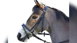 Wintec Bridle with Flash
