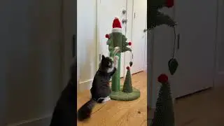 SILLY kitten plays with BOLUO Cat Scratching Post Tall Christmas Cat Trees #cats #cat #cute