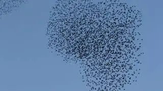 Lorain Peregrine hunting starling murmurations (1-3-19)