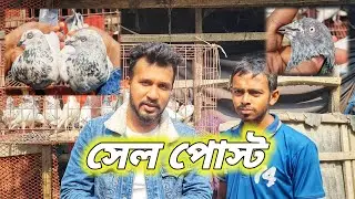 বাগের হাট মোল্লার হাট থেকে জহিরুল ভাইয়ের কিছু কবুতর সেল হবে - ( 01728537600 )