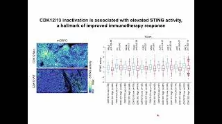 STING-mediated antitumor immunity and CDK12/13 inactivation triggers