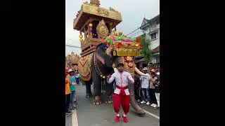 procession  #traditional #procession #compassion #drums #funny #art #elephant #wedding #beautiful