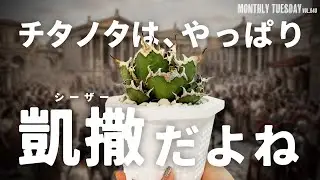 【アガベ普及種シリーズ】チタノタはやっぱり「凱撒 シーザー」だよね！