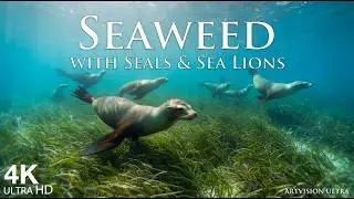 Seaweed with Seals & Sea Lions &ndash; 3 Hours of Calm Ocean Ambience in 4K