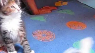 Maine Coon pentuja.