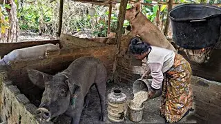 This is how we make pork rice to help pigs grow fast and sell quickly | Real Life pig farm