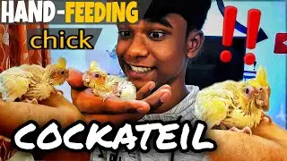 how to Hand-Feed a COCKATIEL Chick | For Beginners | TAMIL