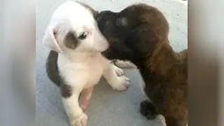 Super FUNNY ANIMAL VIDEOS - Challenge 2019: TRY NOT TO CRY from LAUGHING TOO HARD