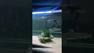 The overwhelming presence of a shark.