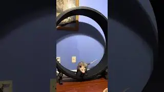 Possum on a cat wheel. #cat #running #wheels #exercise #wildlife #fyp #foryou #follow #love #share