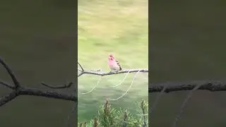 Cassin's Finch at Yellowstone