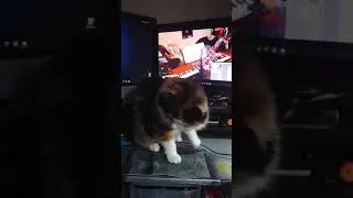 Life with my pets