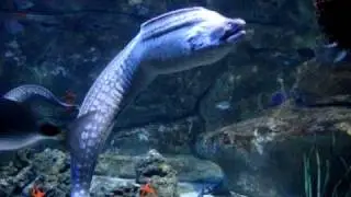 Eels at Cineaqua, Paris