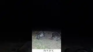Trail Camera Raccoon and Opossum #6