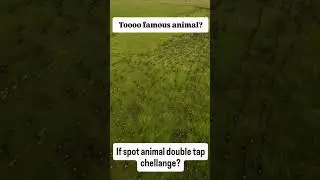 too famous animal if spot Double tap? #animal #wildlife #animalshortvideo #uk #usa