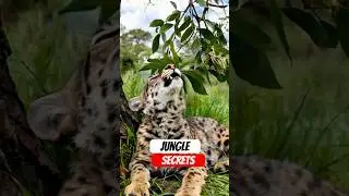 Jungle Ke Sabse Bade 4 Rahasye Janiye Ab 😱 Hidden Wild Animal Facts #animals #facts