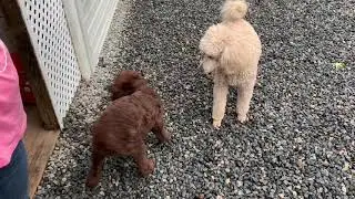 Bailey meets his little brother