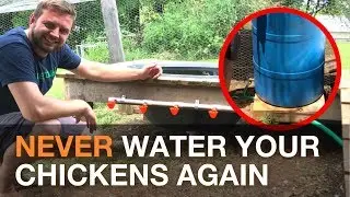 🔨  🐓 I Made An Automatic Chicken Watering System Gravity Fed From a Rain Barrel 💦