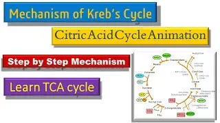 Mechanism of Kreb's Cycle Through Animation
