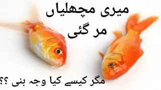 Why did my golden fish die ? Why are my fish dying after water change ? Fish aquarium  Fish tank