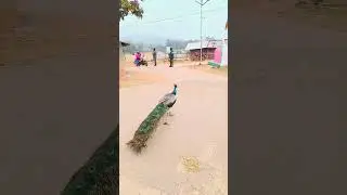 Peacock Village 🦚 in West Bengal