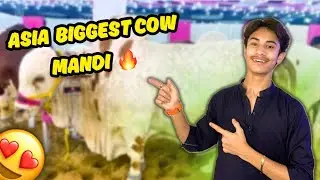 Finally !! Asia Ki Sabse Bari Mandi Lag Gayi 😍