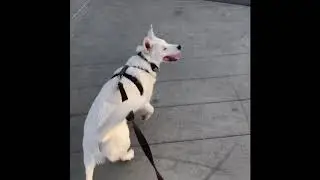 Bark in the Park Spokane 2019