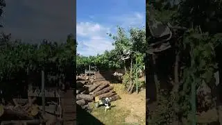 &aacute;goston
