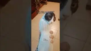 Top 5 most dangerous cat 😼😾 #cat #memes #funny #trending #viral