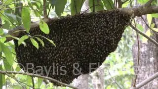 Wild bees, Cambodia, 20110422 134136.mp4