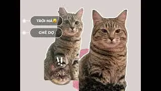 Anh ấy là con mèo lai