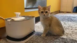 Wireless Drinking Fountain for Cat | Smart Hydration with Motion Detection