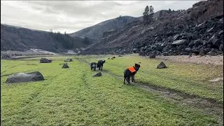 Where the Dogs Run Free | Day Hike with VPD-K9s Ace, Bear, and Yukon